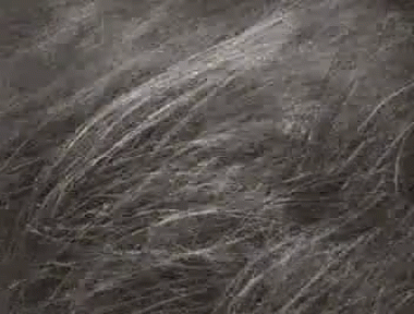 the texture of a black animal fur that has been shaved
