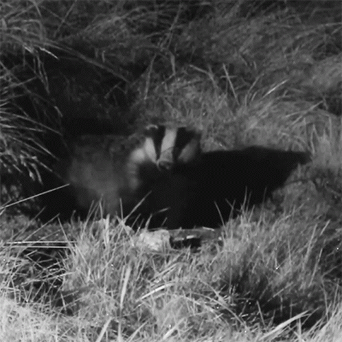 a badger in the middle of a grassy field