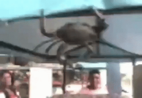 a blurry spider sitting on the roof of a building