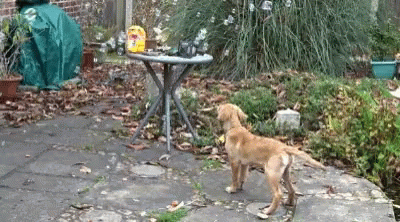 a dog that is standing by a small table