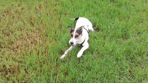 a brown and white dog sitting in the middle of a grass covered field