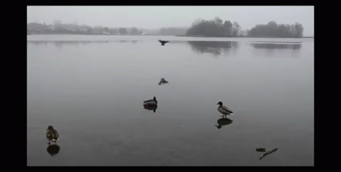 black and white po of ducks on water with mist in background