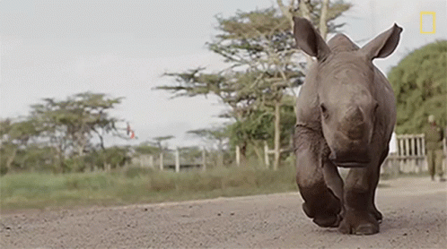 a small rhino is walking in the road