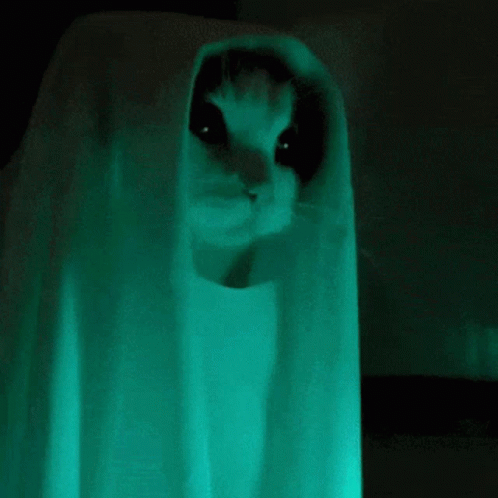 a cat in the dark looking around in front of curtains