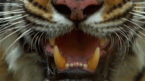a very large tiger with its mouth open