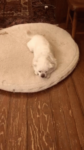 a dog that is laying down on a rug