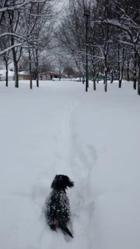 a dog with his paws in the air while walking through the snow