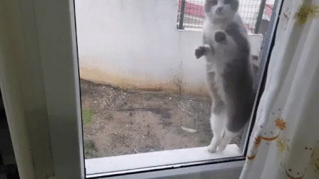 a cat looking outside through a sliding door