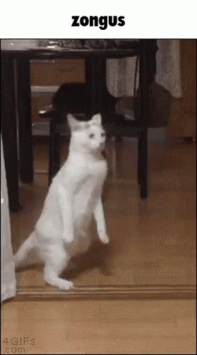 a black and white po of a cat with the caption of a cat standing up
