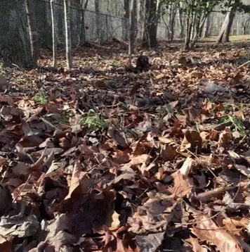 several trees in a woods with many fallen leaves
