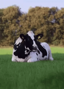 a cow in a grassy field and another animal in the background