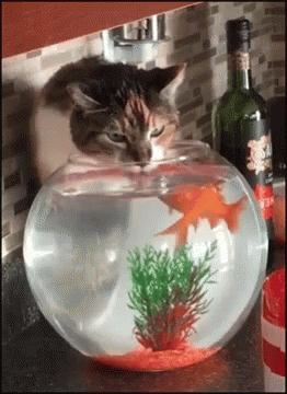 a cat hiding behind a fish bowl with a plant inside