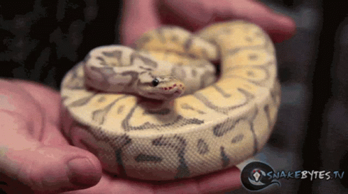 a large white snake is in a persons hand