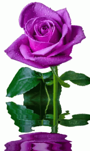 the purple rose is blooming on top of the water