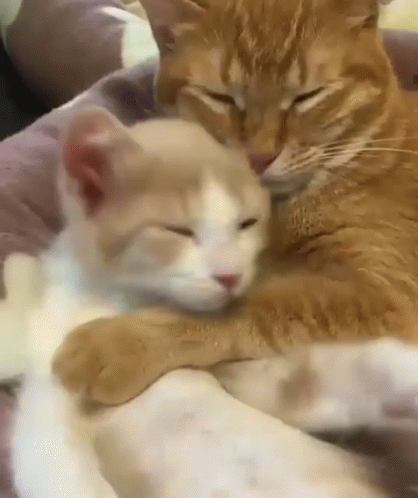 two cats sitting on a blanket sleeping together