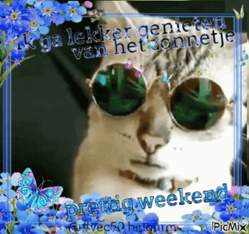 a cat with green glasses and flowers around it
