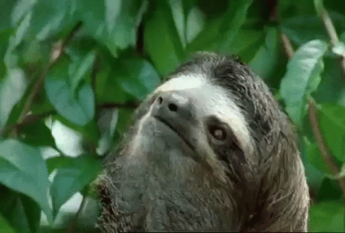 a sloth hanging on to some leafs in the wild