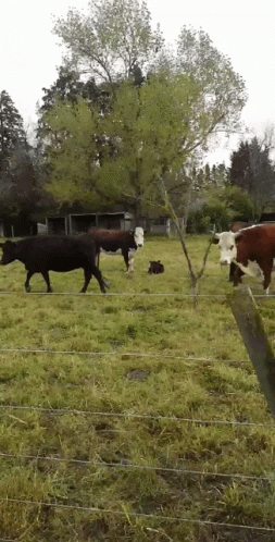 cows walk around in an enclosed fenced field