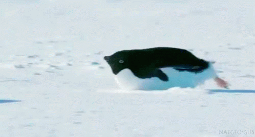 a small penguin running on the snow with its mouth open