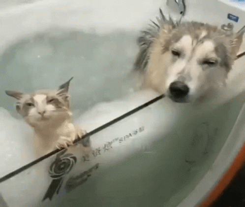 the dog is in the tub with a little cat