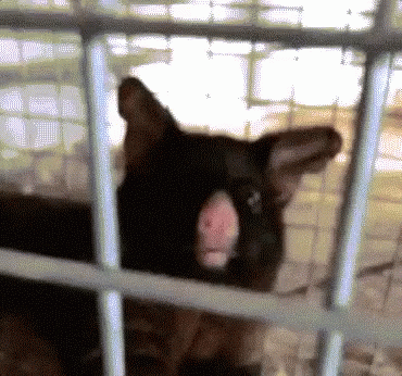 a black cat sitting behind a cage with it's tongue out