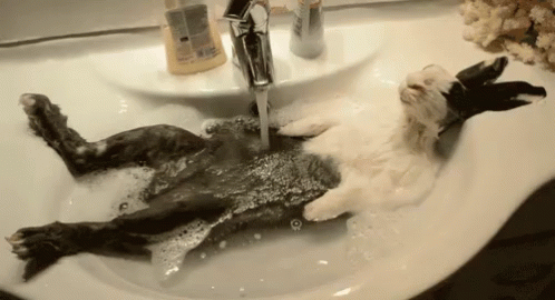 a dead fish is being washed into a sink