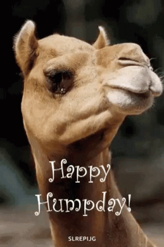 the happy hump day card features an emepizing camel