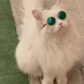 a white cat wearing sunglasses standing on a tile floor