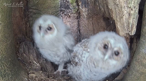 two owls looking around from inside a tree