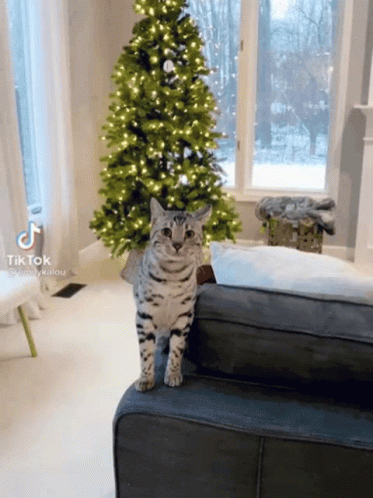 a cat standing next to a green christmas tree