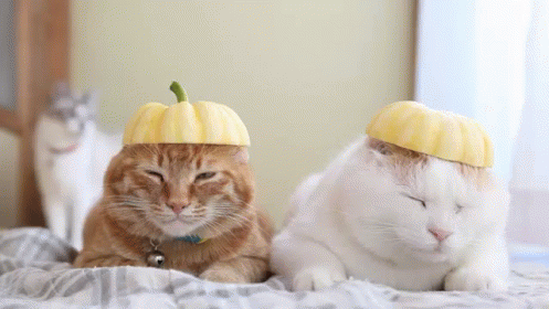 two cats with hats sitting on a bed