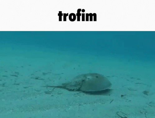 a sea animal lying on the sand underneath a light