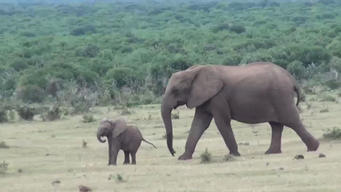 an adult and child elephant standing in the grass