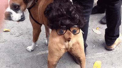 a dog with glasses and a shirt on