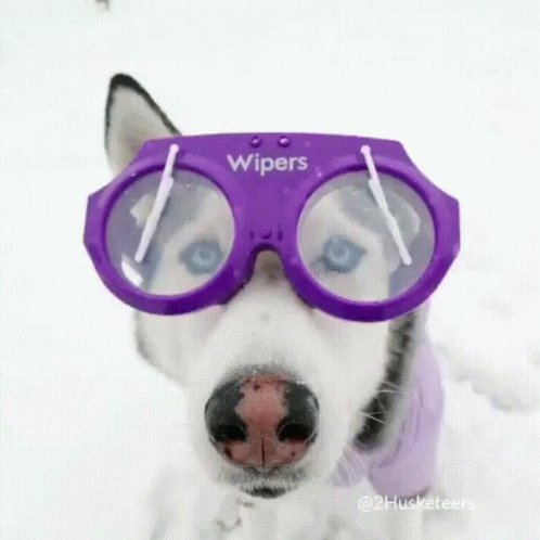 a white dog with pink goggles in the snow
