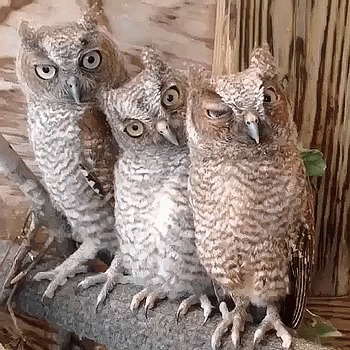several owl are sitting on a rock together