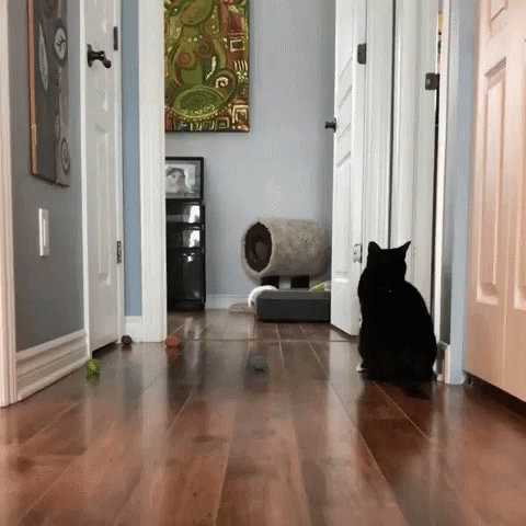 a black cat sits in front of an open door