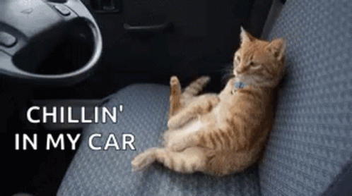 a cat is laying on its side in the car