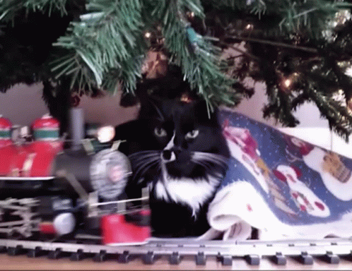a black cat is sitting on a christmas tree