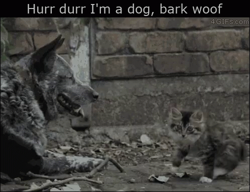 a cat and dog playing outside in the dirt