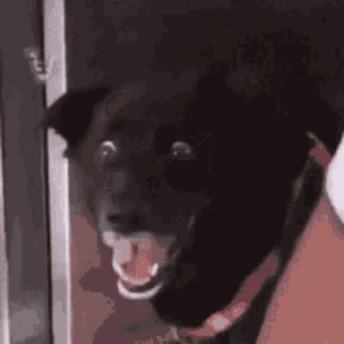 a black dog with its mouth open standing next to the door