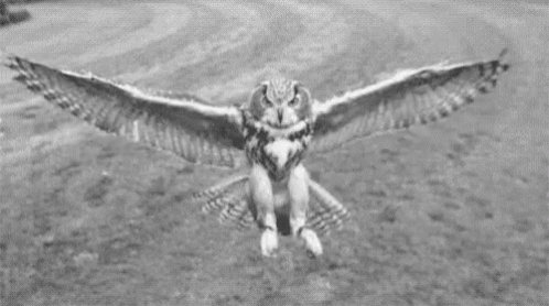 an owl with it's wings outstretched flying towards the ground