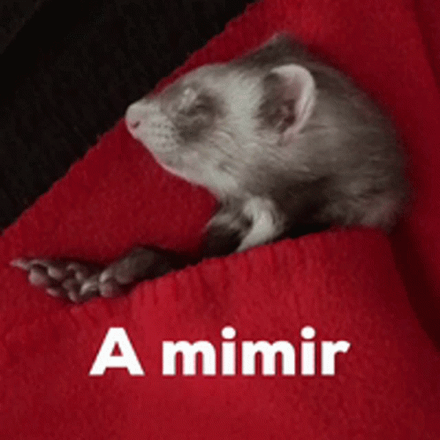 a ferret sitting in the lap of a blanket with an animated caption