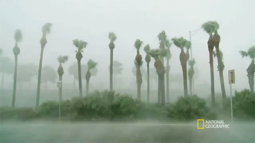 a palm tree line with its leaves blowing in the wind