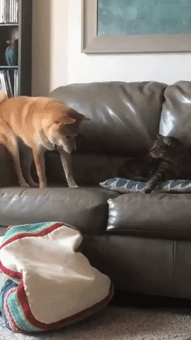 two dogs playing on a couch in a living room