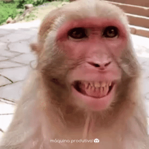 a macie monkey with his mouth open