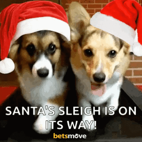 two dogs with christmas hats on, one says santa's sleigh is on it's way
