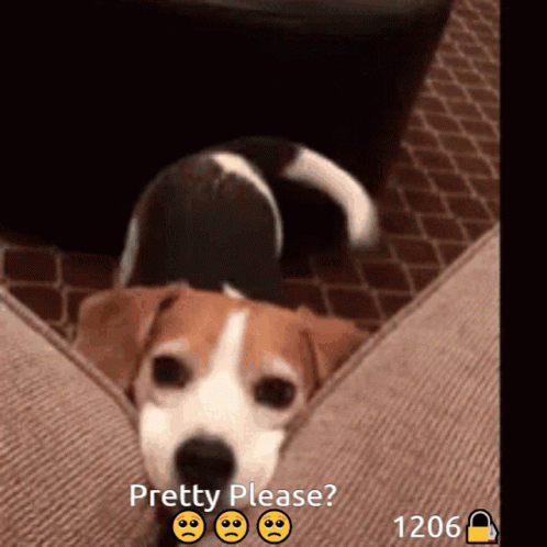 a dog is sitting down while the screen shows it's saying pretty please