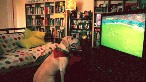 a large white dog sitting in front of a tv