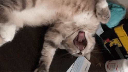 the cat is yawning and trying to put its mouth wide open